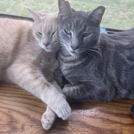 Bean and Scabbers, a cream cat and a gray cat, cuddled together on a wooden ledge by a window.