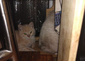 Young Bean and another cream-colored cat tucked into a narrow nook inside the bus.