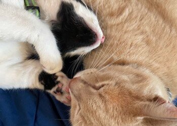 Bean curled up nose to nose with Pikle, a black and white cat.