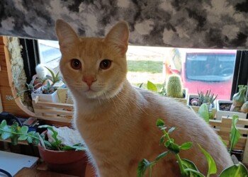 Bean sitting among potted plants in front of a bus window.