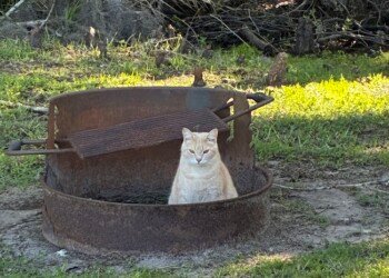 Bean sitting inside a rusty metal fire ring on the grass.