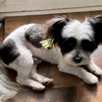 Dude after his first haircut, lying on a wood floor with a neatly trimmed black and white coat and a small green bandana.