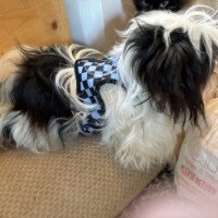 Dude as a shaggy, matted black and white rescue, lying on a wooden step next to a bag of dog food, with a black cat visible in the background.