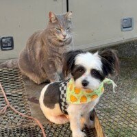 Dude wearing a checkered harness and chick-print bandana, sitting beside a gray tabby cat outside near the bus.
